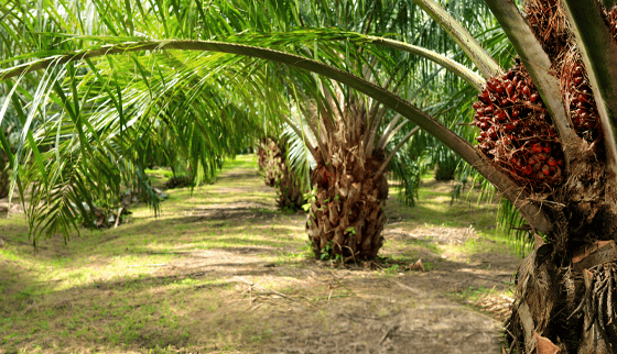 99-percent-palm-oil-feature
