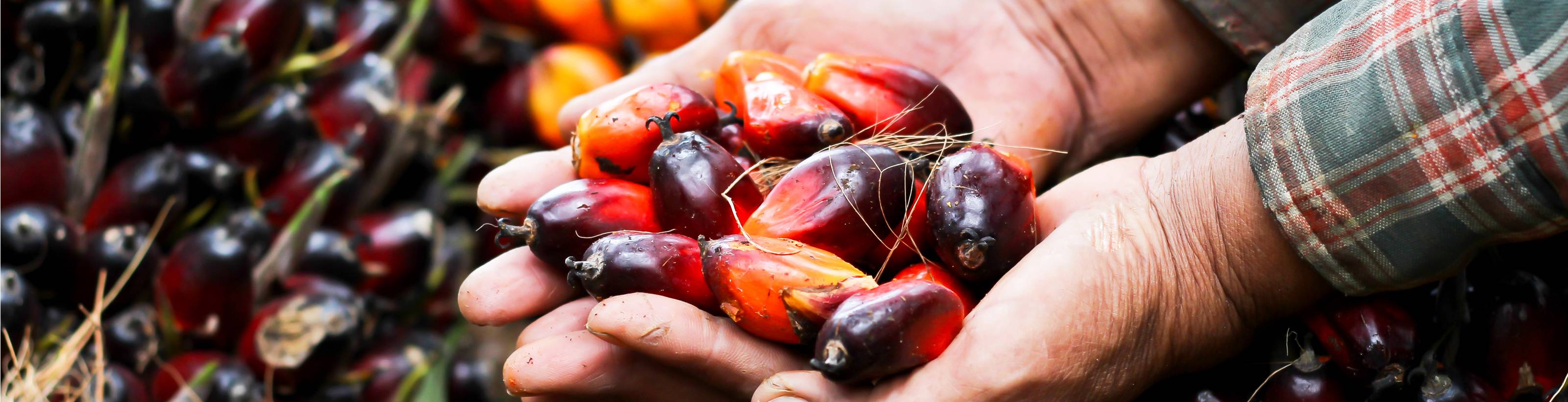 Co-op palm oil image